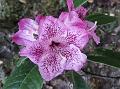 Speckled Pink Rhododendron